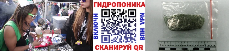 Конопля гибрид Дятьково